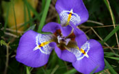 Viola Cefalonica